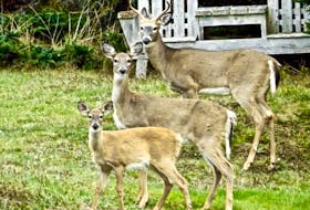 A rare family shot of deer in Cape Forchu.