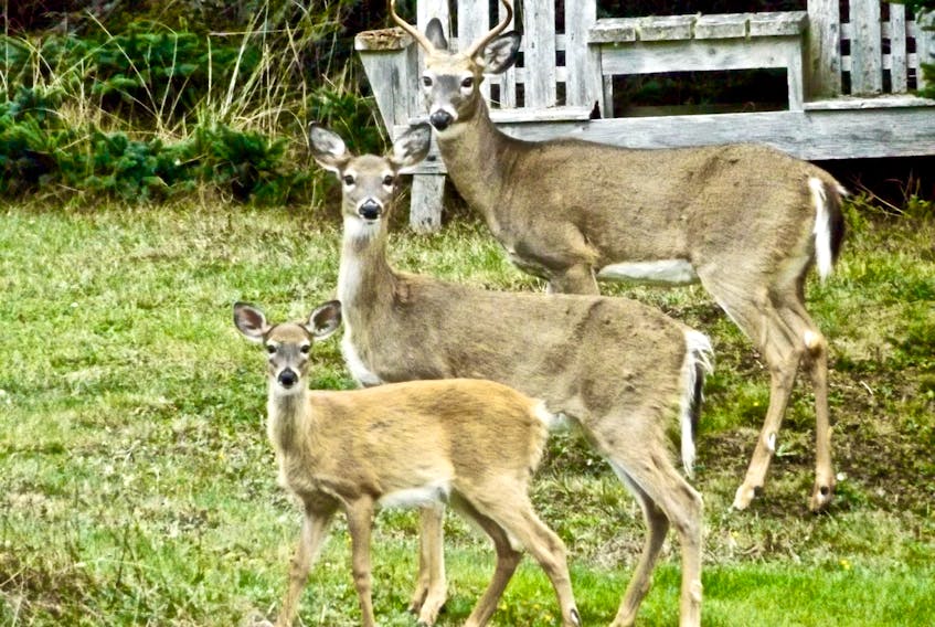 A rare family shot of deer in Cape Forchu.