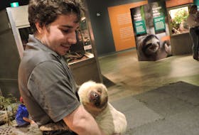 Animals who make the most of their more laid-back approach to life like Lilo the two-toed sloth, seen here with wildlife educator Dylan Abrames, are featured in the exhibit Survival of the Slowest, now on display at Halifax's Discovery Centre.
