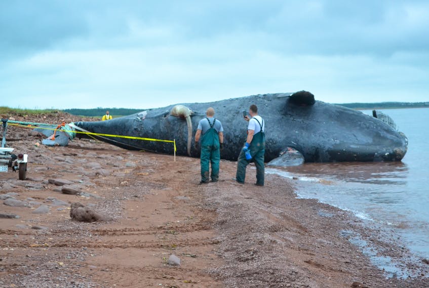 Members of a recovery team keep watch as the body of Comet, a North Atlantic right whale is pulled onto the Phee Shore beach in Norway Friday morning.
