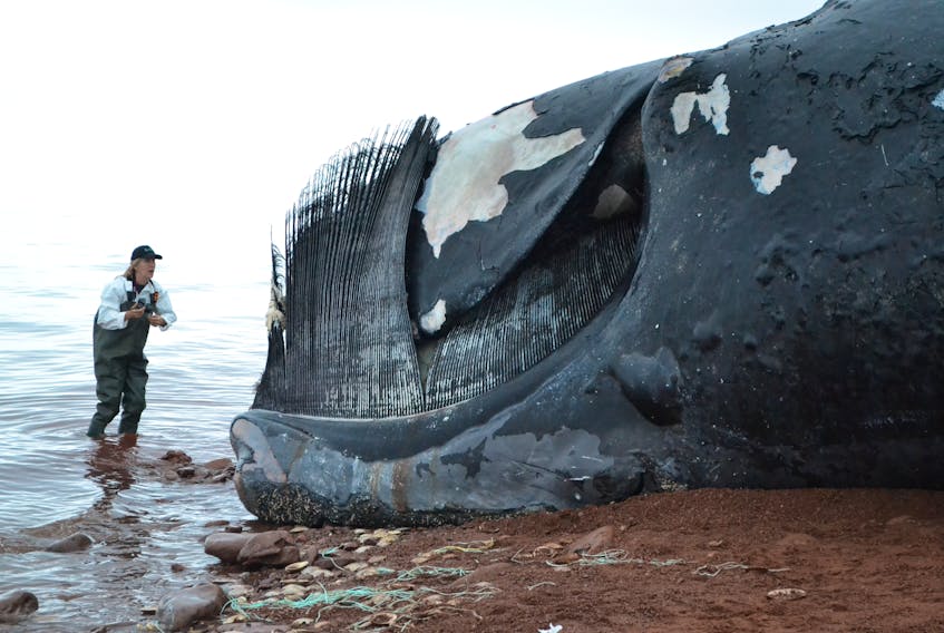 A member of a necropsy team peers into the mouth of a North Atlantic right whale, Comet, after it was pulled onto a beach in Norway, P.E.I. last month so that a necropsy could be performed. Preliminary findings suggested the whale died of blunt trauma. Rescuers are working this week to locate and free three whales reported to be entangled in rope and gear in the Gulf of St. Lawrence. - Journal Pioneer file photo