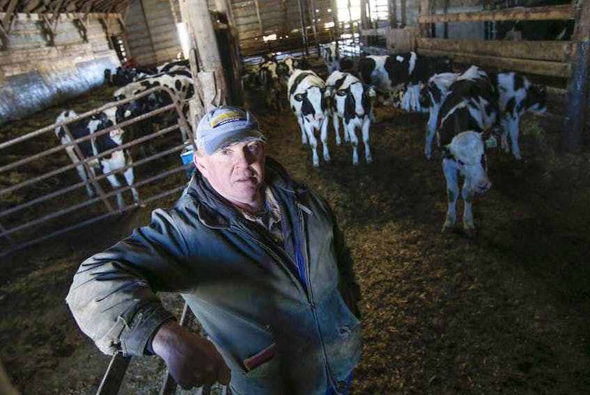 Dairy farmer Tim Marsh of Poplar Grove is seen with young Holsteins, some of his 200 dairy cattle. Marsh is an executive member of the Nova Scotia Federation of Agriculture.