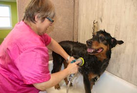 Darlene Westhaver bathes Bella, one of the regular clients at her grooming salon. Westhaver has seen some unusual things during her years as a groomer.