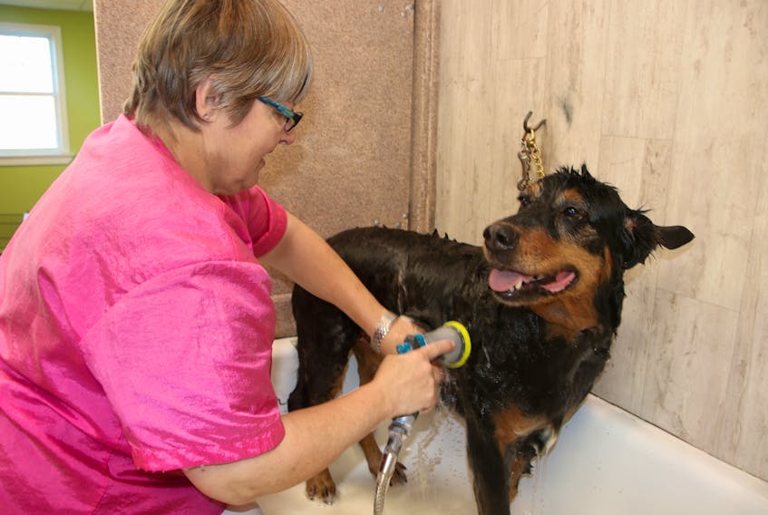 Darlene Westhaver bathes Bella, one of the regular clients at her grooming salon. Westhaver has seen some unusual things during her years as a groomer.