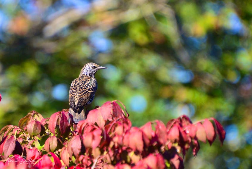 Wanda Butler took this lovely shot of a Starling in her backyard in Dartmouth, N.S. I guess it's looking for some Thanksgiving leftovers. I just love how the brown and black feathers enhance the changing colours of the tree.  Thank you for sharing, Wanda.