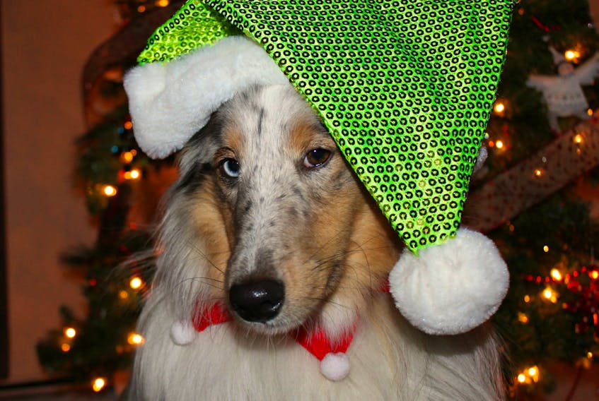 Now that December is here, Lee Edgar thought it would be fun to have a little photoshoot with Miss Pepper.  This gorgeous, willing participant is a 14-month-old, Blue Merle Shetland Sheep Dog who hangs her hat in Cole Harbour, N.S.
