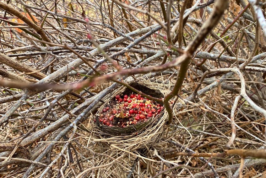 Barbara Morrison was out with her dogs in Coxheath, Cape Breton when she noticed this colourful nest of berries in a bush. She wrote, "The nest is amazing, it is really smooth inside like it was a split-open ball and the outside is rough with little twigs of rough grass...  I don’t know what this might suggest in the land of weather-lore but some creature sure was busy stocking up for the winter!" Thank you for sharing, Barbara.