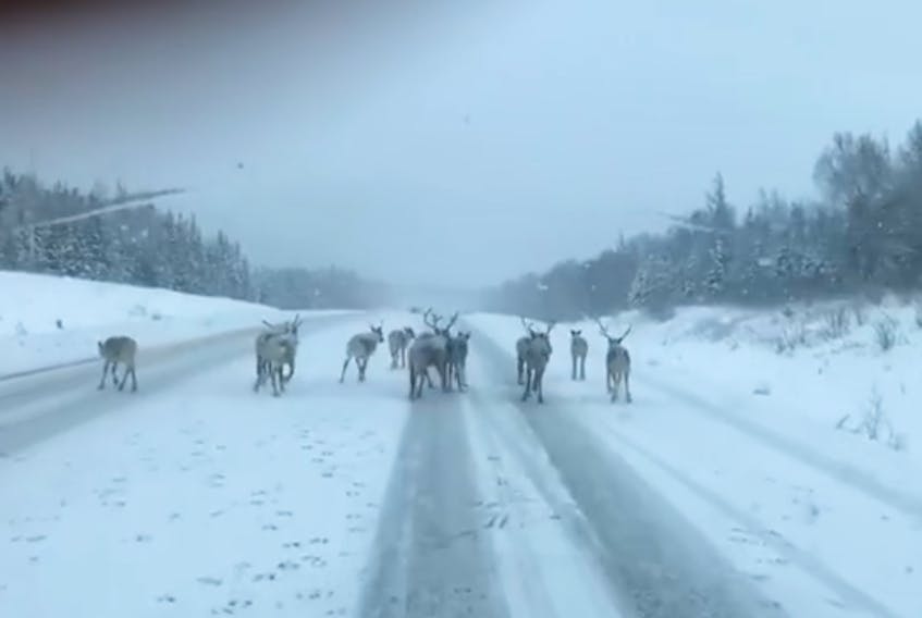 A small herd of caribou were spotted hanging out on the TCH outside of Deer Lake on Thursday morning.