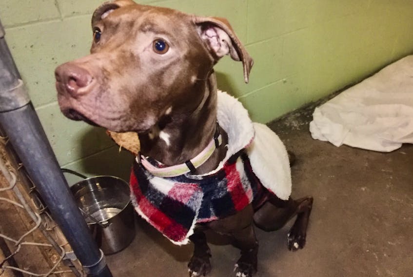 A pit bull named Nutmeg is shown in February 2019, two months after she was brought to a veterinary clinic in Dartmouth suffering from emaciation. The dog's former owner pleaded guilty to a charge of animal cruelty and has been placed on probation for 18 months.