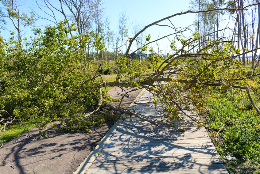 Trees blocked off parts of the Summerside's waterfront boardwalk on Monday. Crews responded to the areas blocked by the foliage and are continuing to clear away fallen trees from parks and trail systems. Millicent McKay/Journal Pioneer