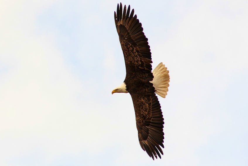 An eagle soars in the sky in Pictou County.
