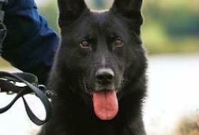 Edge is a black German shepherd with brown paws. He is wearing his harness with reflective police markings and his lead.