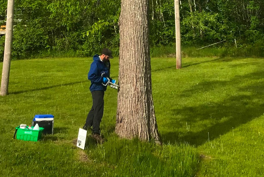 Arborist Rory Fraser, of the Maritime Elm Protection Initiative Pilot Project, injects a vaccine into the elm tree to in Christie Park. Town of Amherst photo