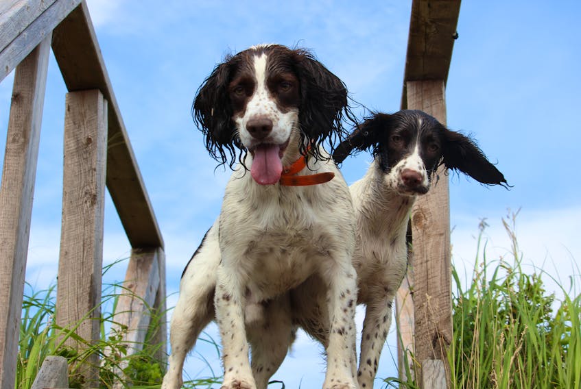 These two adorable dogs are field-bred English springer spaniels who are more than happy to pose for photos  - when their owner Ted Doane can get them to slow down!  The photo was taken in Upper Cape, N.B.
