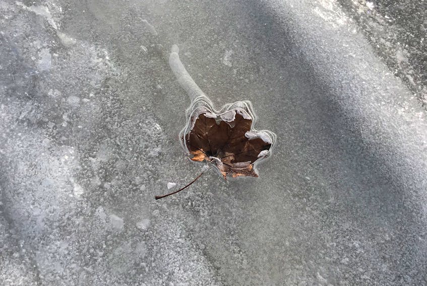 Andrew Cross and his daughter Delaney were playing in a park in Montague, P.E.I., when they spotted this frozen maple leaf.