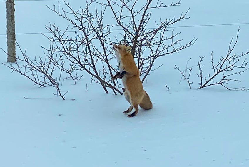 That last snowfall was just what this frisky fox needed to reach the apple.  Sandra Currie watched as he helped himself to a treat in her yard in Hartsville, P.E.I. Did you know that foxes have a diverse diet?  They are expert hunters but aren't carnivorous - they are omnivores who also dine on berries and fruit.