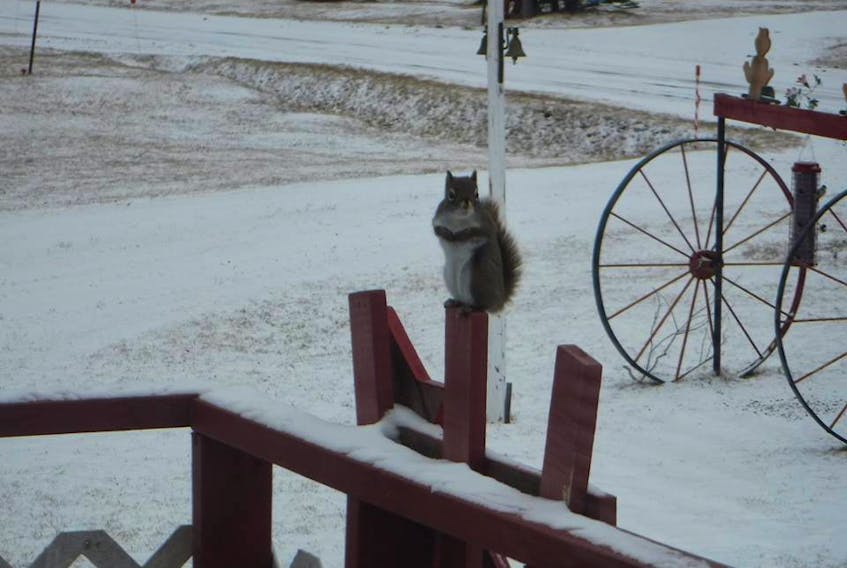 As still as a statue...but he is real!  Clarence Fralick says this little fella is patiently waiting for his wife to feed him his favourite ... peanut butter cookies of course! This well fed squirrel lives in Digby.