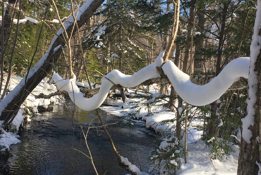 Catherine Sorrey was walking on the Baille Ard Trails in Sydney, N.S., on Heritage Day when she came across this snow-ladden branch. She captioned it, "White Python." Thank you for sharing, Catherine.