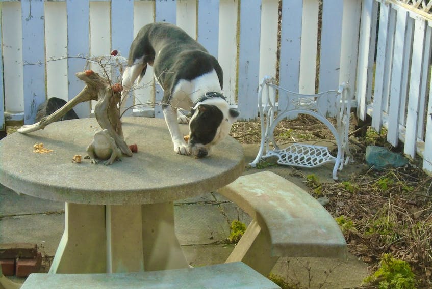 A Valley Bulldog let out to roam gobbles up food left for the birds on a neighbour's property. Owners of dogs that are allowed to roam are irresponsible and gambling with the health and safety of their pet.
CONTRIBUTED