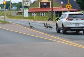 Six geese decided to cross Belvedere Avenue near the roundabout at the Charlottetown Farmers’ Market Wednesday morning. Motorists in both directions stopped and let them safely cross the road.