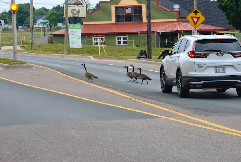 Six geese decided to cross Belvedere Avenue near the roundabout at the Charlottetown Farmers’ Market Wednesday morning. Motorists in both directions stopped and let them safely cross the road.