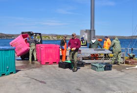 Fish being offloaded and sorted at the wharf in Port aux Basques.