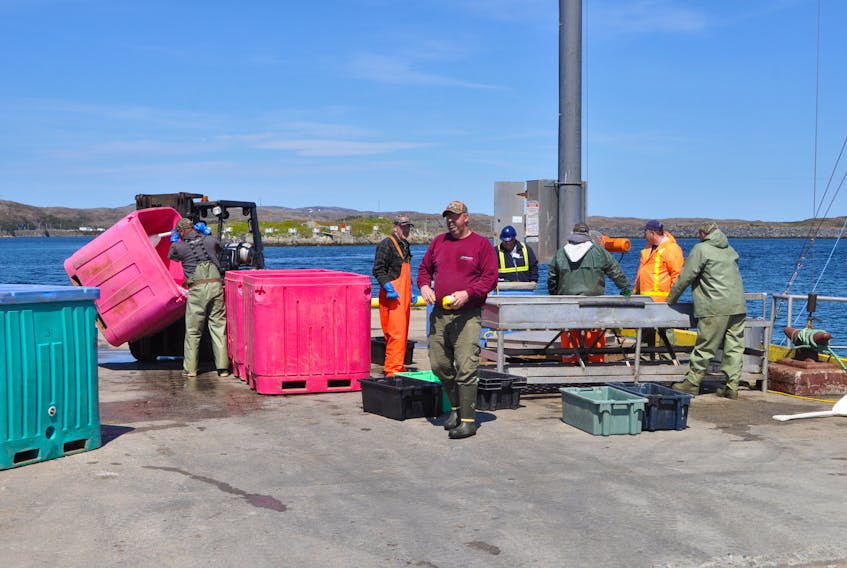 Fish being offloaded and sorted at the wharf in Port aux Basques.