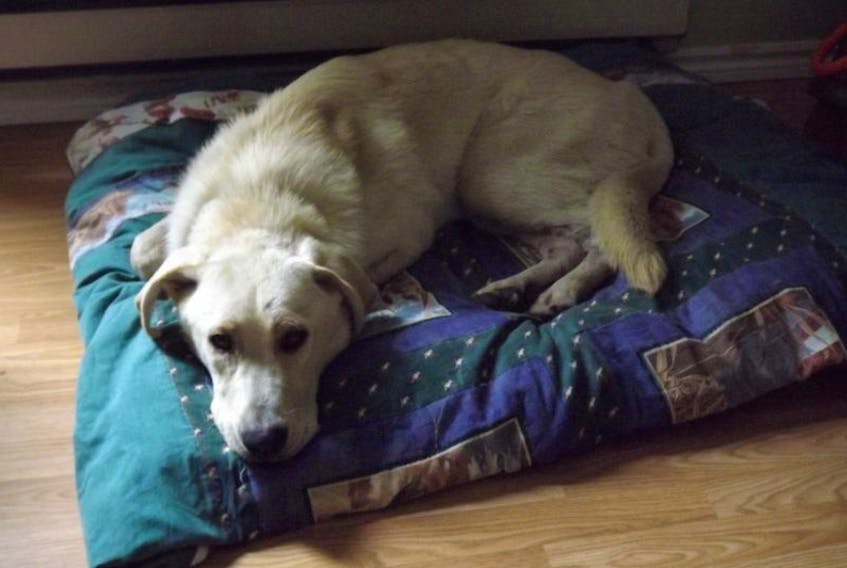 After almost two weeks of being lost in the woods, Diesel is now recovering safely at home.