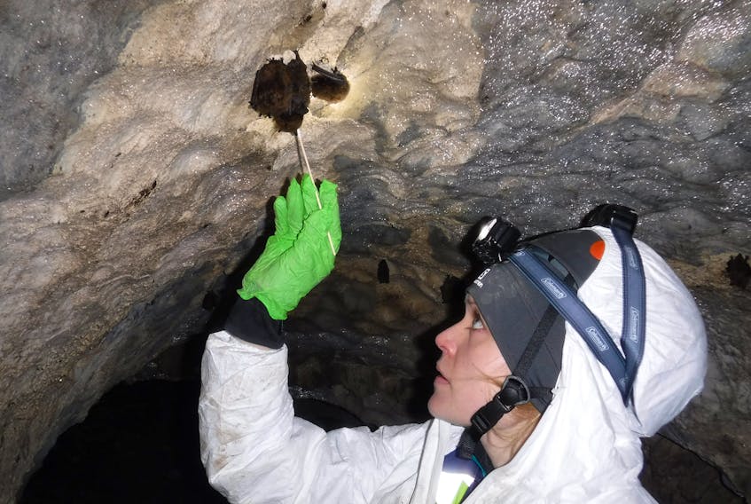 Fisheries and Land Resources biologist Jessica Humber swabs a bat to test for white nose syndrome. - Photo courtesy of Fisheries and Land Resources