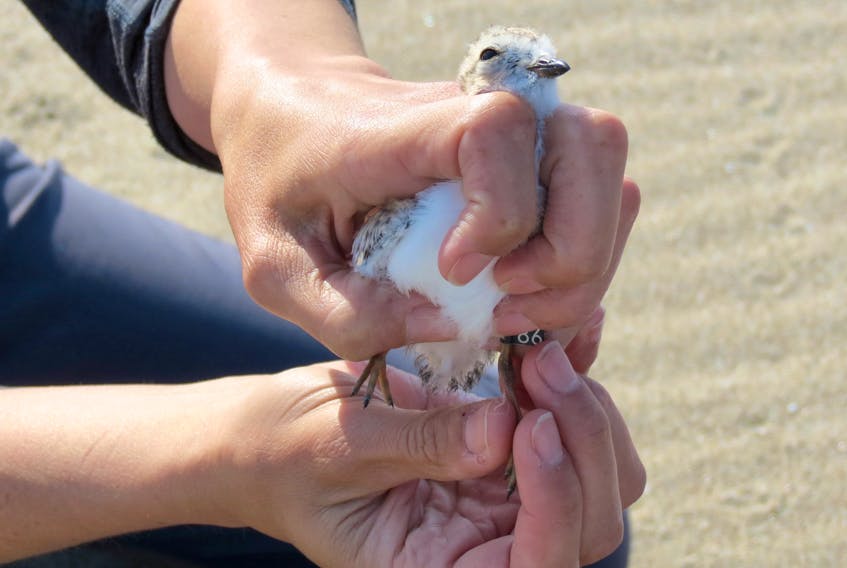 Efforts to protect the endangered piping plover were amongst the matters discussed by the Port aux Basques Town Council on Tuesday, Aug. 8. - photo courtesy of Nelson Bragg