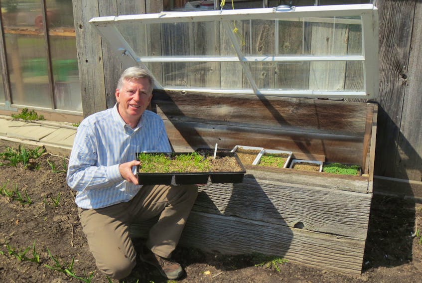 Mark Cullen used a series of single pane glass windows for the “solar panelling” of his cold frames.  CONTRIBUTED