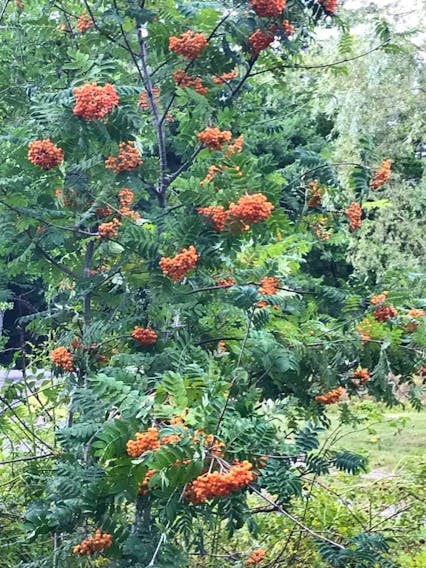 Shawn Ward has a lovely Mountain Ash in his yard in Kentville, N.S. As you can see, it’s quite loaded with fruit.  Grandma Says: I hope Shawn has a good snow shovel.