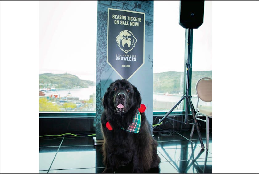Gabe, a nine-year-old Newfoundland dog, was a featured guest at this week’s introduction of the Newfoundland Growlers’ name, colour and logo at The Rooms in St. John’s. But there was a time when the St. John’s water dog, considered an ancestor of the Newfoundland breed, was up for consideration during deliberations for a nickname for the ECHL team. — Newfoundland Growlers photo/Jeff Parsons