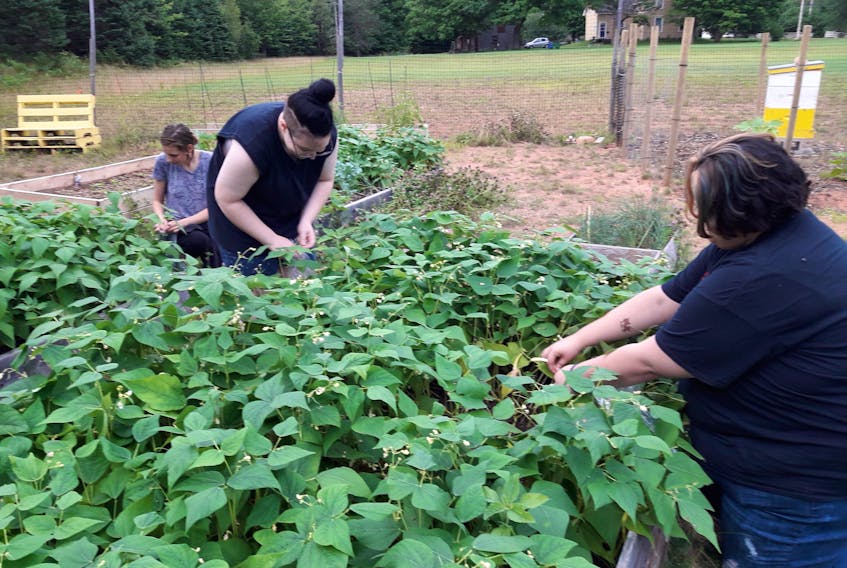 Volunteers are busy in Judy's Garden of Hope. Produce from the Valley garden is donated to the Colchester Food Bank.