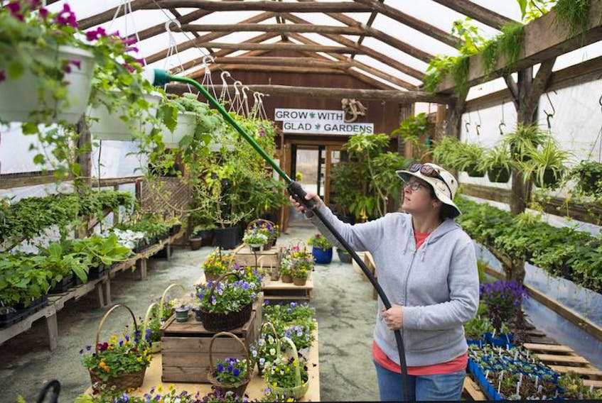 Daina Budde waters plants at her Glad Gardens greenhouse in Waterville on Tuesday afternoon.