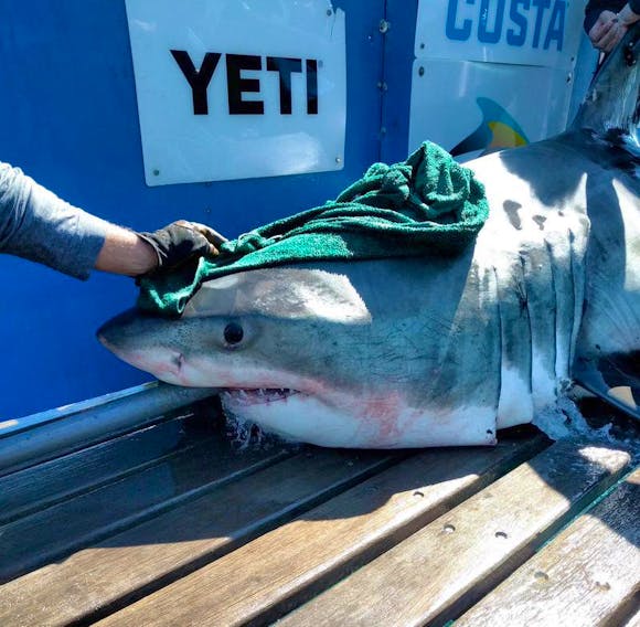 Ocearch stops chumming, catches a 5th great white