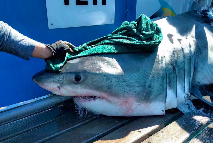 Osearch tagged thier first white shark in Canadian waters, the shark they named NovaTheShark was caught of of Nova Scotia south shore.