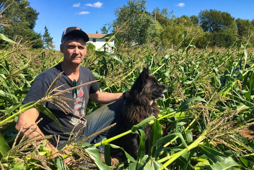 Kings County farmer Greg Gerrits kneels in a field of sweet corn that was completely blown over by Dorian on the weekend. He said some of the ears of corn can still be harvested, but others that are not ready to be picked will be lost because they can’t mature on the damaged stalks.
