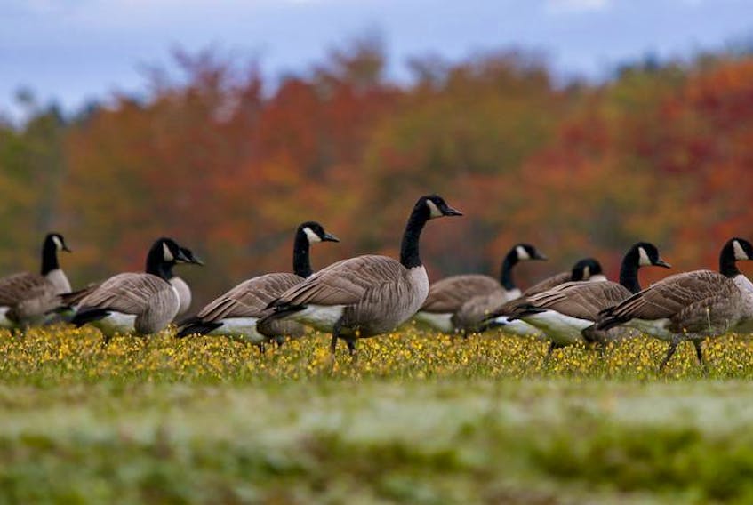 Canadian Geese forage near a Pockwock Road home in Upper Hammonds Plains on Tuesday.