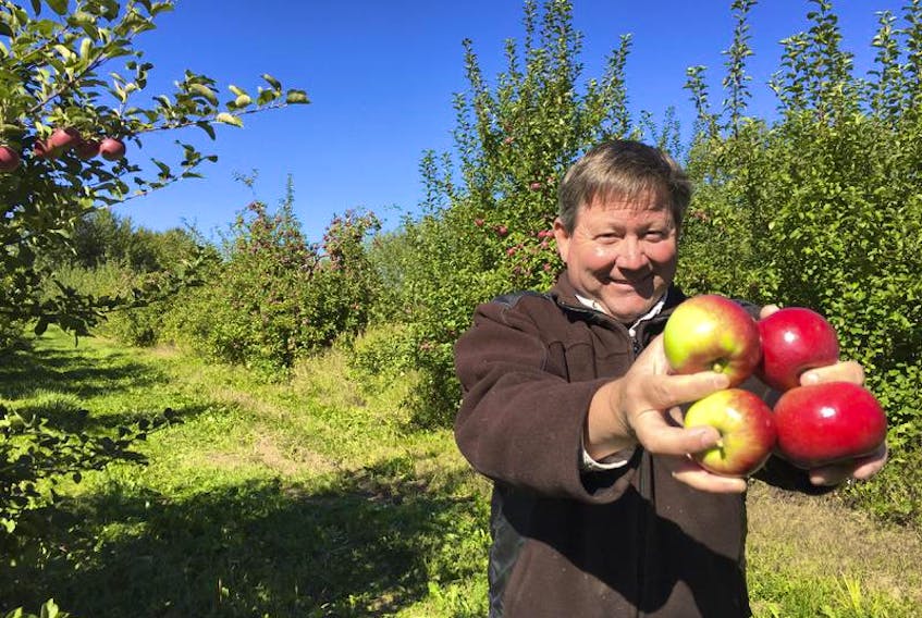 Doug Gates, owner of Gates U-Pick in Port Williams, was one of the few apple growers in the Annapolis Valley not impacted by a serious Spring frost.
