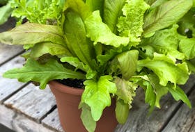 Grow your own salad greens, like leaf lettuce or Swiss chard in a pot on a sunny deck.