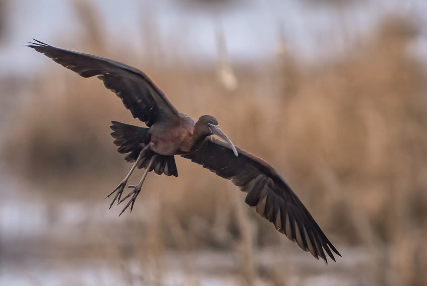 This glossy ibis has been drawing a lot of birdwatchers to Brookfield. The birds are very rarely seen in Nova Scotia. JASON DAIN PHOTO