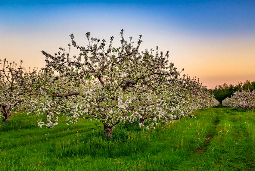 Not a drop of rain fell on this lovely orchard near Grafton, N.S. on Saturday.  Barry Burgess says the apple blossoms were at their peak. Grandma Says “it’s going to be a dry summer – just ask St Medard!”