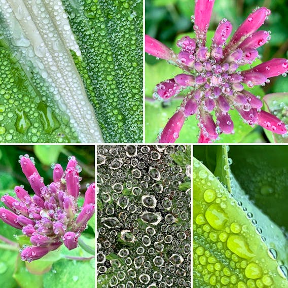 When you have too many great photos, you just have to share them all. On a very damp morning in Goodwood Nova Scotia, Linda Wozniak decided to take a few photos of the dew on some plants and a spider web. What a fabulous compilation. Thanks Linda!