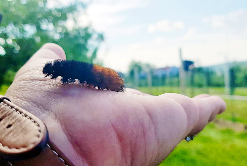 I’m told that the woolly bear caterpillars are everywhere this year.  Have you seen one yet?  Melissa Foote of Fredericton New Brunswick was visiting an orchard last weekend and took time to have a close look at this little guy.  The reddish-brown band doesn’t look that long…