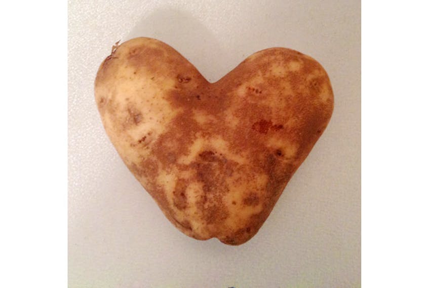 We ate a lot of potatoes on the farm; not many were shaped like this one. Years ago, the humble potato taught me an interesting science lesson.