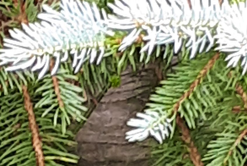 If you look closely, you’ll find a hornet’s nest nestled close to the bottom branches of a Spruce tree.  Glenda Maci is hoping nature is telling her she won’t be doing much shovelling in Middle Sackville Nova Scotia this winter.