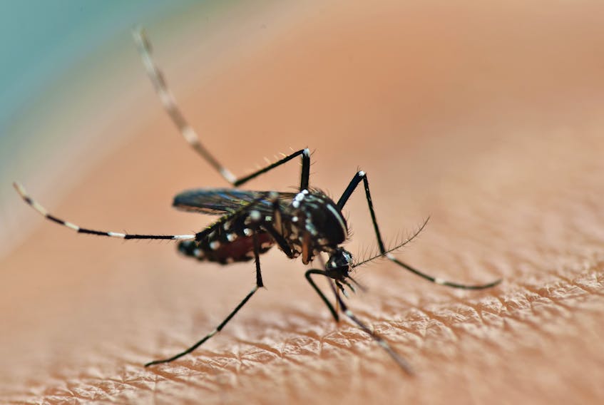 Did you know:  the word "mosquito" is Spanish for "little fly."