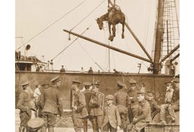 This 1917 photo shows a Canadian horse being hoisted onto a ship at the port of Halifax. This horse was destined for overseas service during the First World War. Submitted by Clyde MacDonald of the Pictou County Roots Society