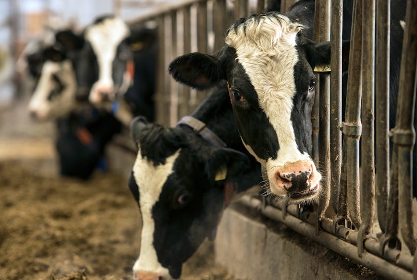 Milk alternatives are putting pressure on Canada's dairy industry. - File